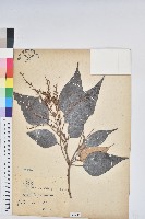 藏品(白匏子)的圖片