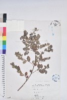 藏品(紅仔珠)的圖片