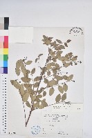 藏品(多花油柑、白仔)的圖片