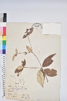 藏品(裡白巴豆)的圖片