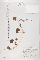 藏品(野牽牛)的圖片