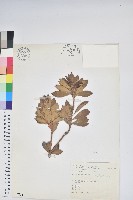 藏品(臺灣馬醉木)的圖片