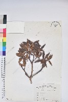 藏品(玉山杜鵑)的圖片