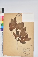 藏品(金毛杜鵑)的圖片