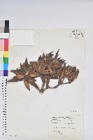 藏品(玉山杜鵑)的圖片