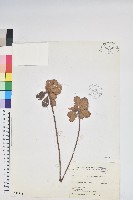 藏品(紅毛杜鵑)的圖片