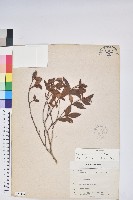 藏品(紅毛杜鵑)的圖片