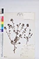 藏品(細葉杜鵑、南湖杜鵑、志佳陽杜鵑)的圖片