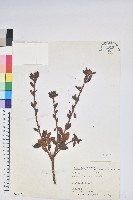 藏品(紅毛杜鵑)的圖片