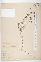 藏品(蔦蘿)的圖片