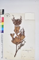 藏品(臺灣馬醉木)的圖片