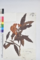 藏品(森氏杜鵑、森氏滿江紅)的圖片