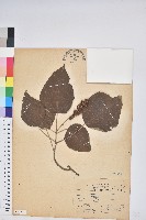 藏品(野桐)的圖片