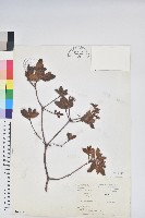 藏品(金毛杜鵑)的圖片