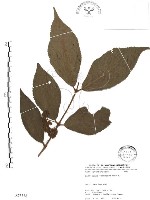 藏品(杜虹花，台灣紫珠)的圖片
