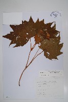 藏品(裂葉秋海棠)的圖片