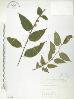 藏品(小構樹)的圖片