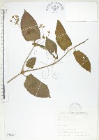 藏品(火炭母草、清飯藤)的圖片