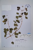 藏品(三葉五加)的圖片