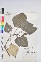 藏品(白匏子)的圖片