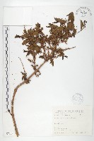 藏品(臺灣馬桑)的圖片