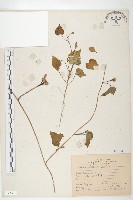 藏品(紅花野牽牛)的圖片