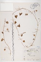 藏品(野牽牛)的圖片