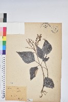 藏品(白匏子)的圖片