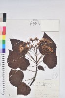 藏品(廣東油桐、皺桐)的圖片