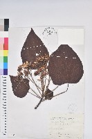 藏品(廣東油桐、皺桐)的圖片