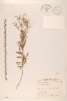 藏品(加拿大蓬)的圖片