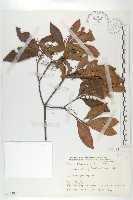 藏品(杜英、山杜英、蘭嶼杜英)的圖片