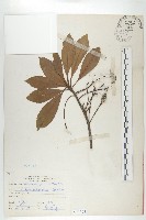 藏品(杜英、山杜英、蘭嶼杜英)的圖片