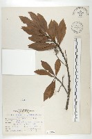 藏品(杜英、山杜英、蘭嶼杜英)的圖片