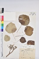 藏品(圓葉血桐)的圖片