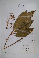 藏品(鵝掌柴、江某、鴨腳樹)的圖片