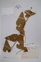 藏品(大葉馬兜鈴)的圖片