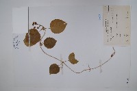 藏品(蘭嶼牛皮消、蘭嶼白薇)的圖片