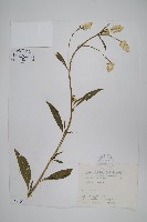 藏品(青葙)的圖片