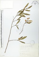 藏品(車桑子)的圖片