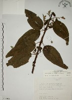 藏品(大葉溲疏)的圖片