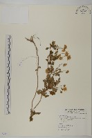 藏品(油菊)的圖片