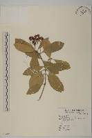 藏品(日本衛矛, 大葉黃楊)的圖片