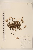 藏品(紫背草)的圖片