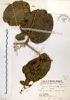 藏品(糙莖菝契)的圖片