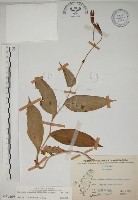 藏品(臺灣油點草)的圖片