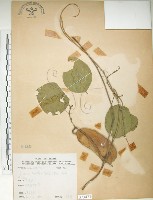 藏品(肥豬豆)的圖片