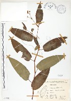 藏品(火炭母草、清飯藤)的圖片