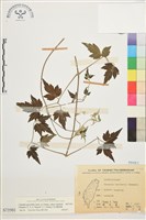 藏品(巴氏鐵線蓮)的圖片