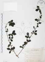 藏品(對面花)的圖片